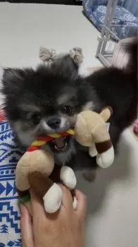 ton 様のお迎えした子犬