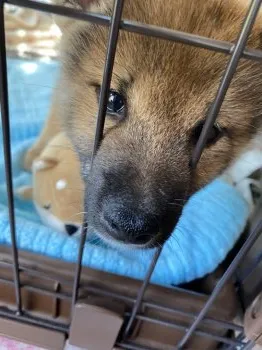 はーちゃん 様のお迎えした子犬