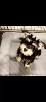 K.S 様のお迎えした子犬