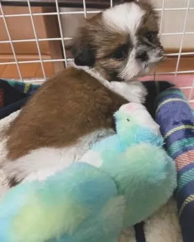 K.Y 様のお迎えした子犬