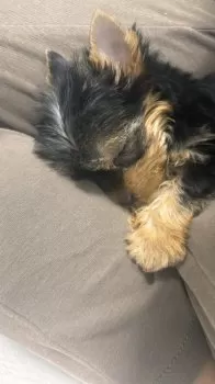 S.O 様のお迎えした子犬