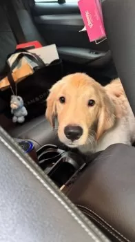 S.K 様のお迎えした子犬