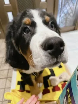 Y.B 様のお迎えした子犬