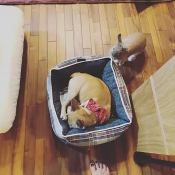 たまお 様のお迎えした子犬