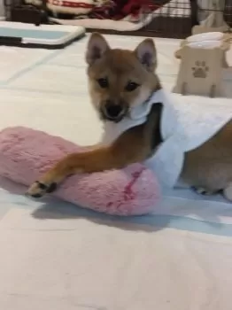 S.A 様のお迎えした子犬