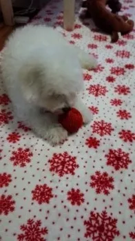 木戸正人 様のお迎えした子犬