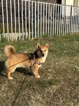 タケちゃん 様のお迎えした子犬