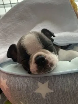 H.O 様のお迎えした子犬