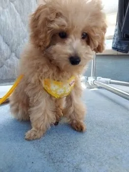 Kouchanman 様のお迎えした子犬