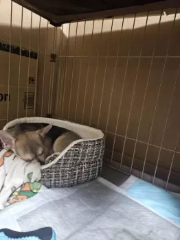 もんもんもんもん 様のお迎えした子犬