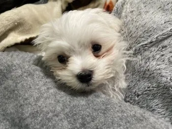 あいぶぅ 様のお迎えした子犬