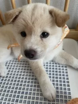 はなっぺ 様のお迎えした子犬