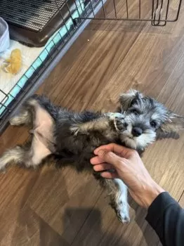Y.M 様のお迎えした子犬