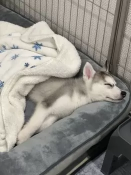 E.N 様のお迎えした子犬