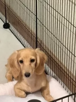 M.T 様のお迎えした子犬