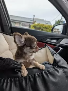 wannwann 様のお迎えした子犬