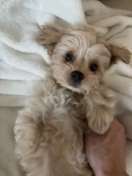 K.E 様のお迎えした子犬