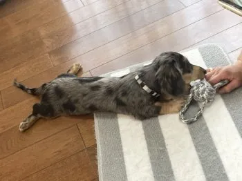 Y.S 様のお迎えした子犬