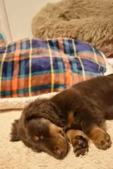 A.T 様のお迎えした子犬