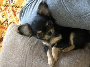 M.U 様のお迎えした子犬