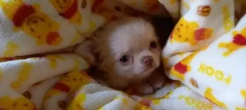 M.Y 様のお迎えした子犬