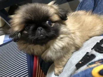 おおた(あられ) 様のお迎えした子犬
