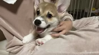 CHIKUWA☆ 様のお迎えした子犬