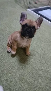 とだっち 様のお迎えした子犬