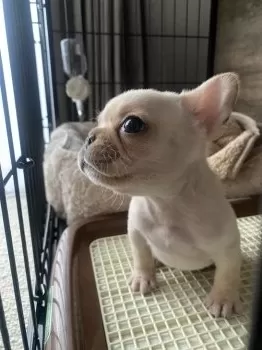 ひかり 様のお迎えした子犬