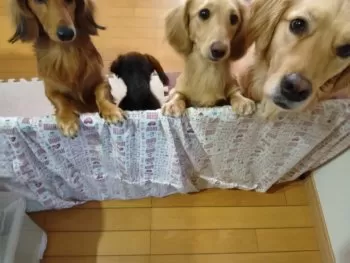 ケンシロウ 様のお迎えした子犬