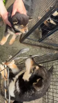 チョウ 様のお迎えした子犬