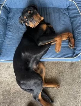 M.H 様のお迎えした子犬