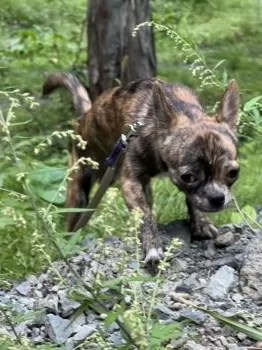 風夏 様のお迎えした子犬