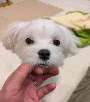 わったん 様のお迎えした子犬
