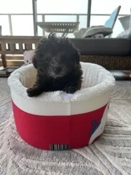 とも 様のお迎えした子犬