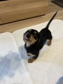 夕 様のお迎えした子犬