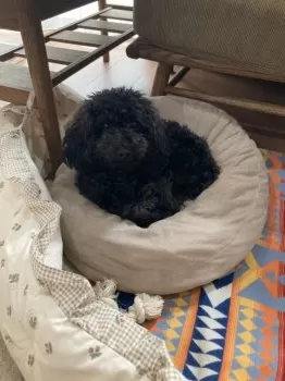 H.I 様のお迎えした子犬