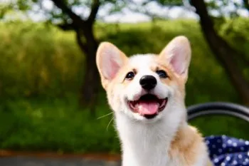 宮本 様のお迎えした子犬