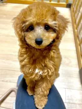 のとくら 様のお迎えした子犬