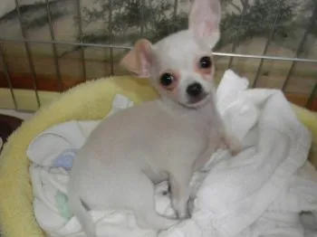 ロンママ 様のお迎えした子犬