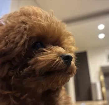 Y.W 様のお迎えした子犬