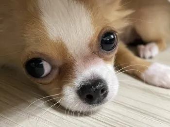 みーやん 様のお迎えした子犬