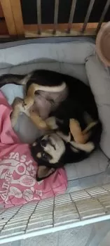 T.K 様のお迎えした子犬