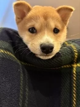 H.O 様のお迎えした子犬