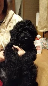 norara 様のお迎えした子犬