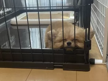 S.O 様のお迎えした子犬