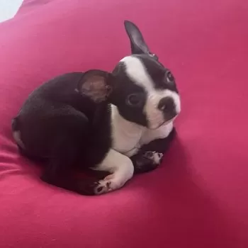 M.S 様のお迎えした子犬