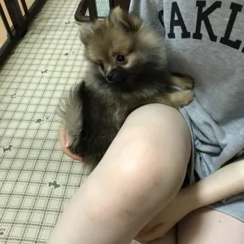 りえ 様のお迎えした子犬