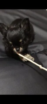 S.Y 様のお迎えした子犬