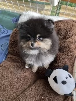 M.S 様のお迎えした子犬